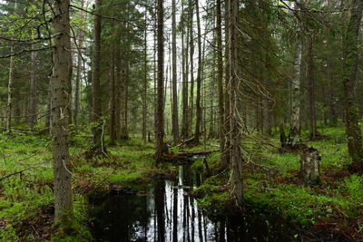 Scenic view of forest