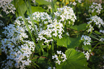 Close-up of white flowering plants