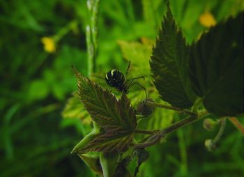 Close-up of insect on leaf