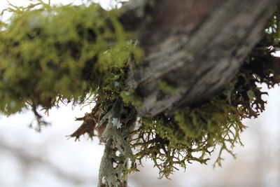 Close-up of lichen on tree trunk