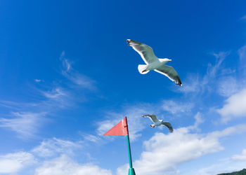 Low angle view of seagulls flying against sky