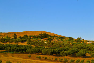 Scenic view of landscape against clear blue sky