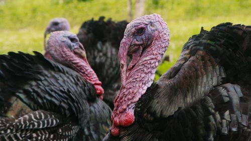 Close-up of a bird