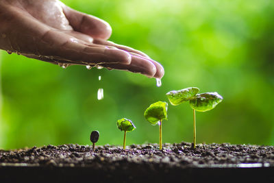 Cropped image of person watering seedling