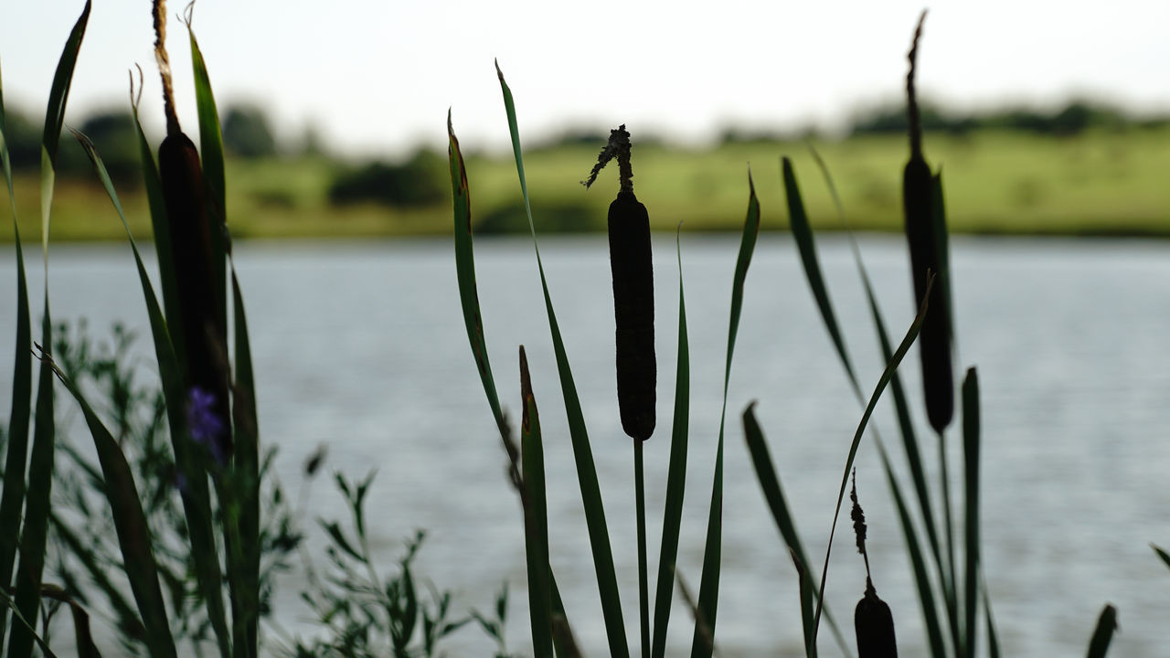 grass, plant, water, nature, focus on foreground, flower, no people, lake, beauty in nature, tranquility, growth, day, outdoors, cattail, sky, leaf, tranquil scene, close-up, green, branch, scenics - nature, wetland, land