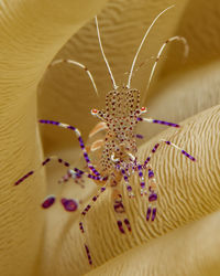 Close-up of spider