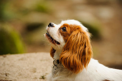 Cavalier king charles spaniel sitting on grass