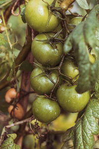 Close-up of fruit growing on tree