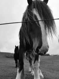 Horses standing on field against sky