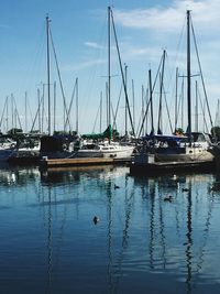 Sailboats moored in harbor