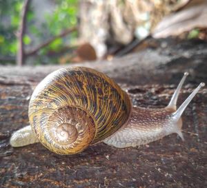 Close-up of snail