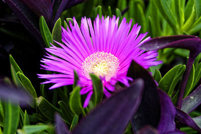 Close-up of purple flowering plant