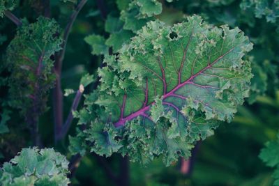 Close-up of plant