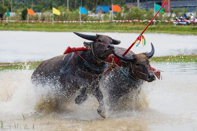 Bulls running in lake
