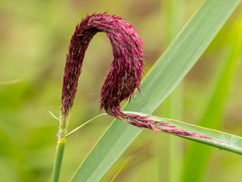 Close-up of plant growing outdoors