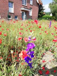 Purple flowering plants in yard against building