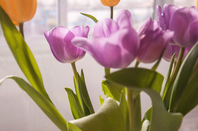 Close-up of purple tulip flower