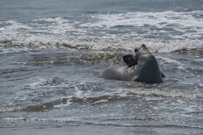 View of two make elephant seals fighting in shallow ocean surf