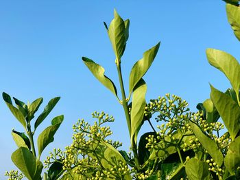 Low angle view of flowering plant against clear blue sky