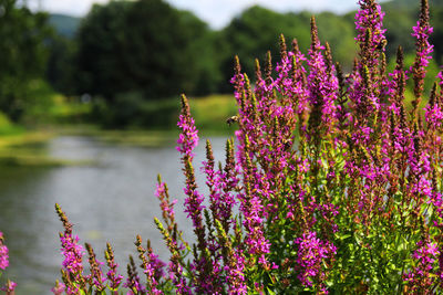 Close-up of pink flowering plants during rainy season