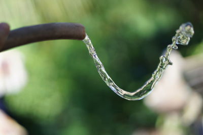 Close-up of raindrops on twig