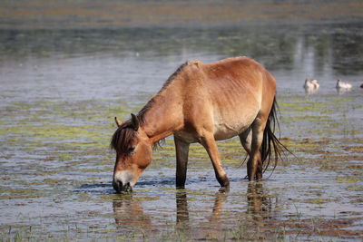 Horses in a lake