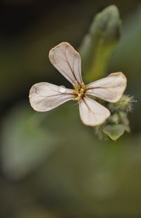 High angle view of droplets on flower