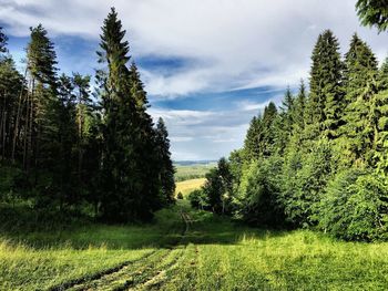 Trees on grassy field against cloudy sky