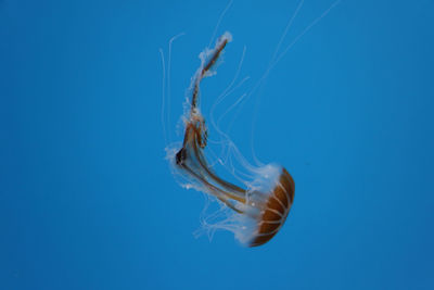 Close-up of jellyfish against blue background