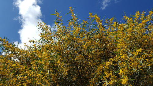 Low angle view of flowers on field against sky