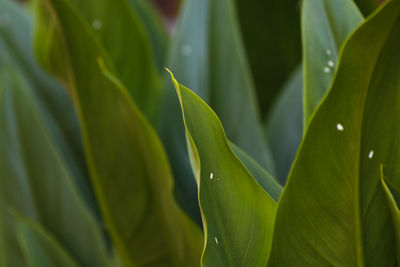 Close-up of green leaves