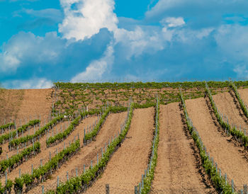 Scenic view of agricultural field against sky