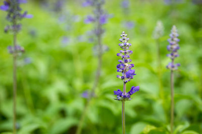 Close-up of purple flowering plant on field