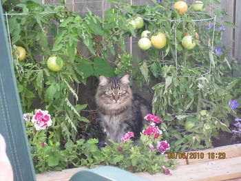 Cat sitting by plants