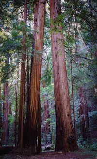 Trees in forest