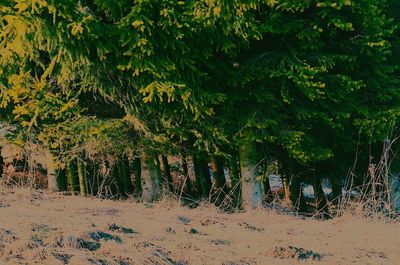 Low angle view of trees against sky