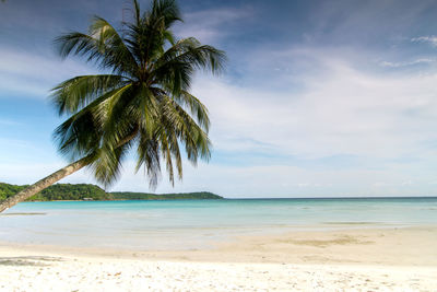 Palm trees on beach against sky