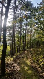 Trees in forest