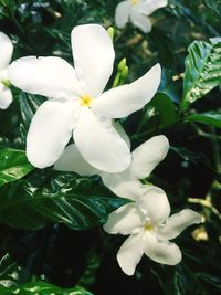 Close-up of white flowers blooming outdoors