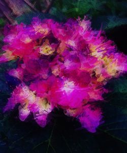 Close-up of purple flowers