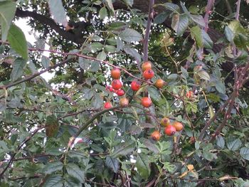 Close-up of red berries on tree