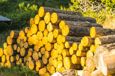 Close-up of stack of logs on field