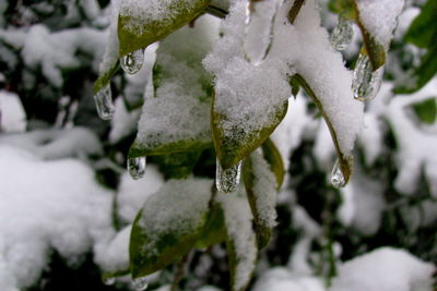 Close-up of icicles on branch