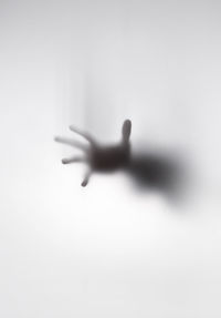 Close-up of silhouette hand against white background