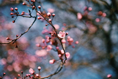 Close-up of cherry blossoms in spring