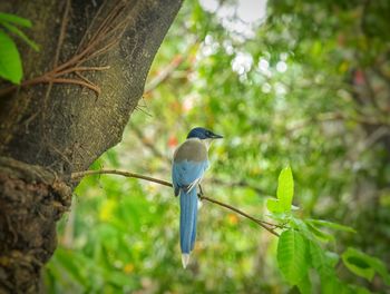 Close-up of bird perching on tree in forest