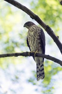 Low angle view of eagle perching on branch