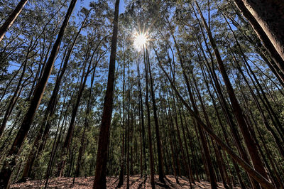 Low angle view of trees in forest