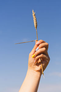 Woman holds ear of wheat against the background of field with a manicure in the colors of ukraine