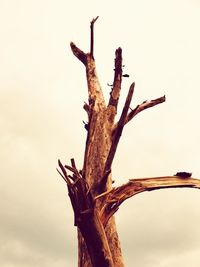 Close-up of tree trunk against sky